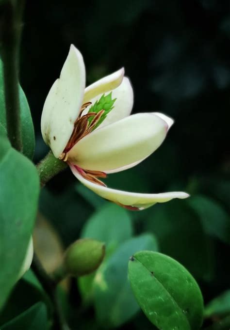 含笑花風水|【含笑花風水】帶來好運的「含笑花風水」，點擊瞭解順利事業的。